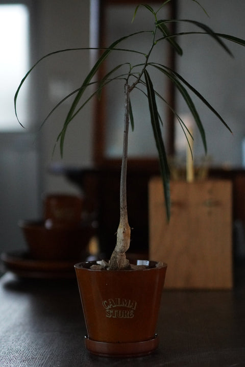 AMARILLO PLANTER L CALMA VER. 盆器 (含接水盤)